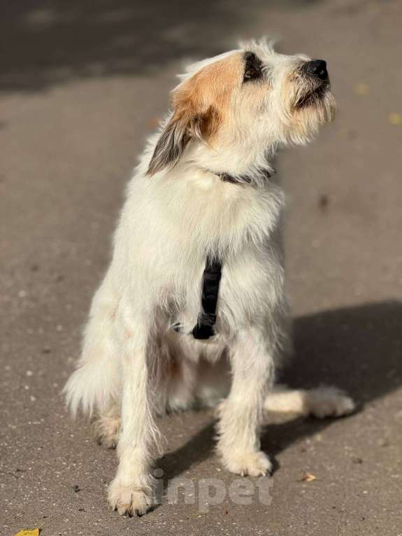 Собаки в Москве: Бородатое чудо Мишка Мальчик, Бесплатно - фото 7