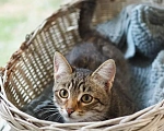 Кошки в Красногорске: Котик Саймон 5 месяцев ищет дом Мальчик, Бесплатно - фото 7