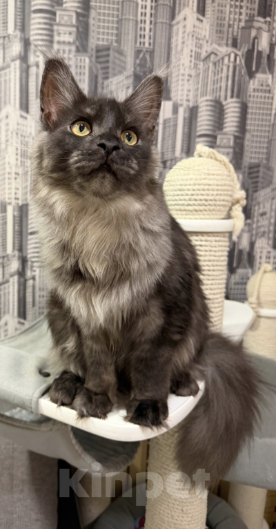 Кошки в Москве: Котенок Мейнкун Девочка, 75 000 руб. - фото 1