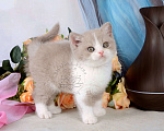 Кошки в Мурином: Британский котик окраса лиловый биколор Мальчик, 33 000 руб. - фото 5
