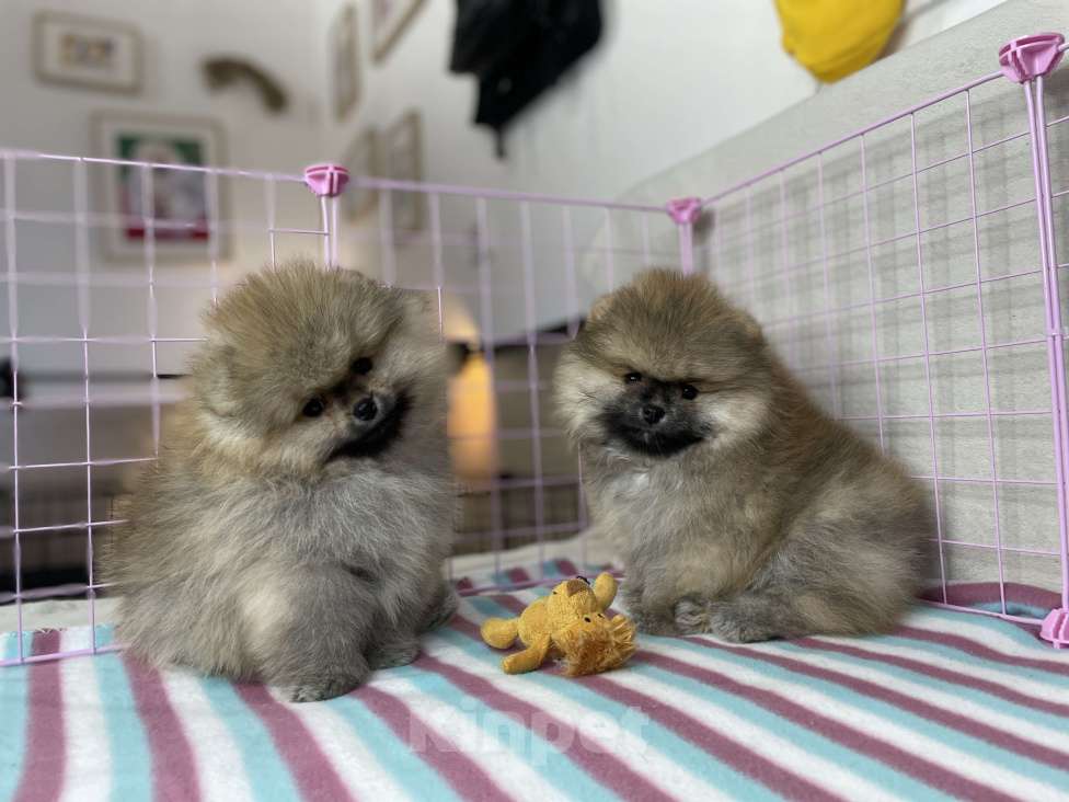 Собаки в Санкт-Петербурге: Целая орава шпицев - питомник шпицев "Морошка Мама" Мальчик, Бесплатно - фото 10