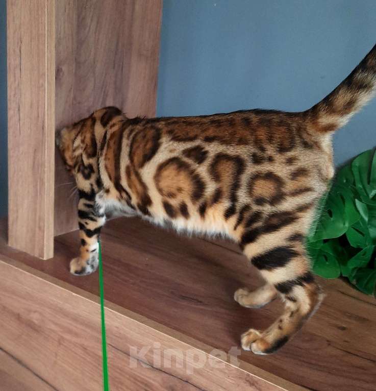 Кошки в Москве: Мальчик браун Мальчик, 40 000 руб. - фото 3