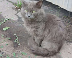 Кошки в Воронеже: Пропал кот Мальчик, Бесплатно - фото 1