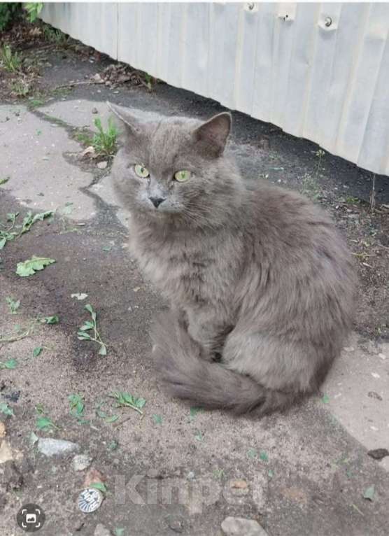 Кошки в Воронеже: Пропал кот Мальчик, Бесплатно - фото 1
