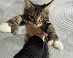 Кошки в Москве: Котёнок уедет только кастратом в новый дом Мальчик, 45 000 руб. - фото 2