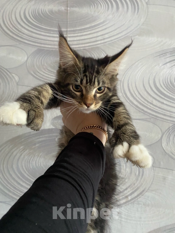 Кошки в Москве: Котёнок уедет только кастратом в новый дом Мальчик, 45 000 руб. - фото 2