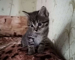 Кошки в Егорьевске: Замечательному котенку-котику очень нужен дом Мальчик, Бесплатно - фото 10