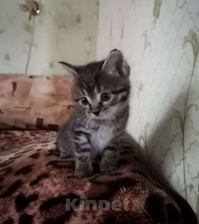 Кошки в Егорьевске: Замечательному котенку-котику очень нужен дом Мальчик, Бесплатно - фото 10