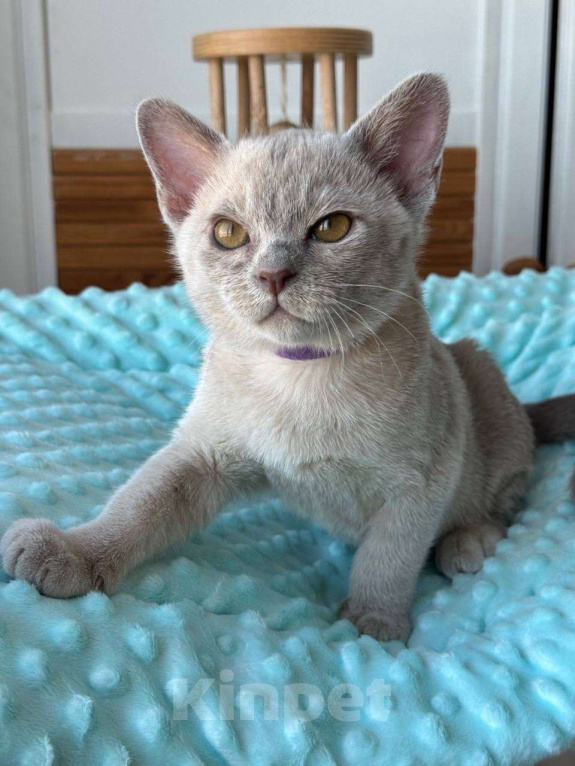 Кошки в Калининграде: Европейская бурма. Котята. Питомник Мальчик, 75 000 руб. - фото 2