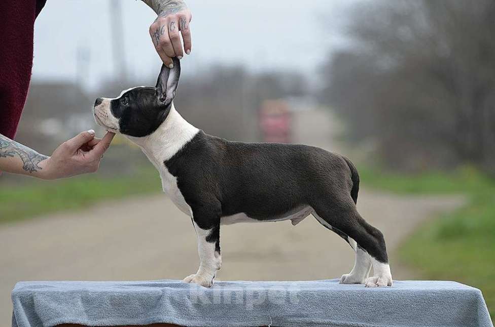 Собаки в Краснодаре: Кобель ам стаффа РКФ Мальчик, 80 000 руб. - фото 7