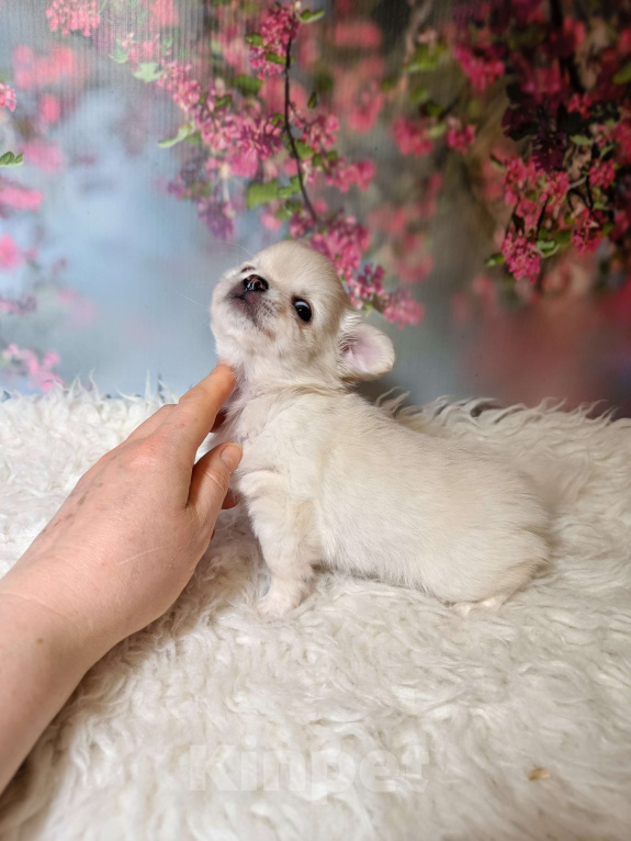 Собаки в Москве: Нежная Зефиринка Девочка, 75 000 руб. - фото 2