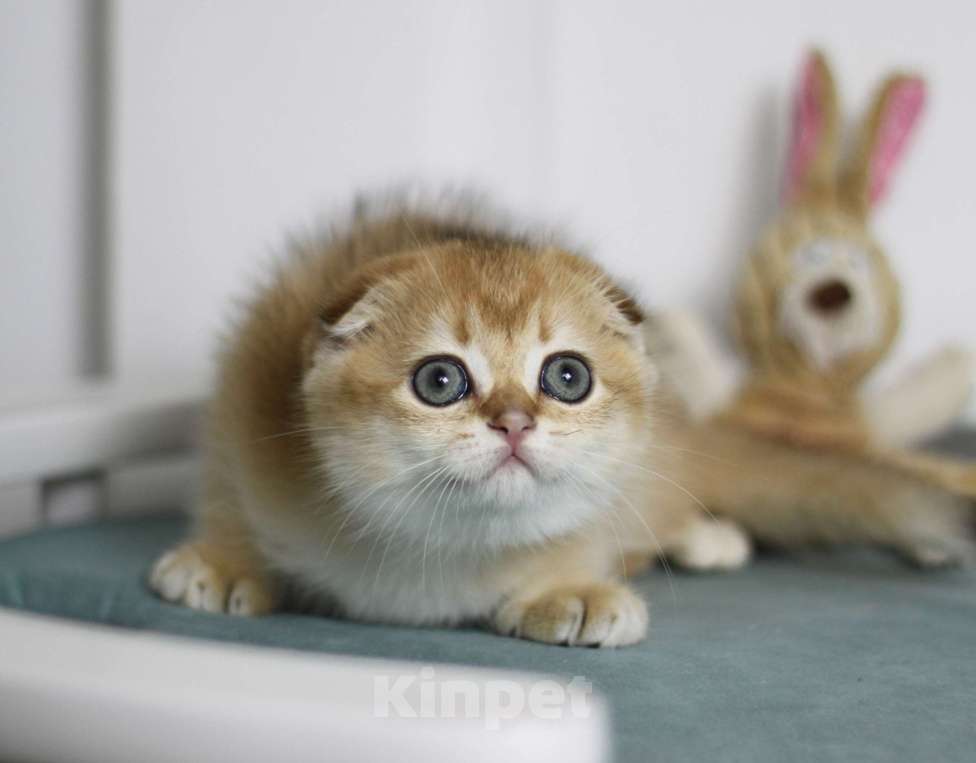 Кошки в Москве: Фëрджи Девочка, 80 000 руб. - фото 2