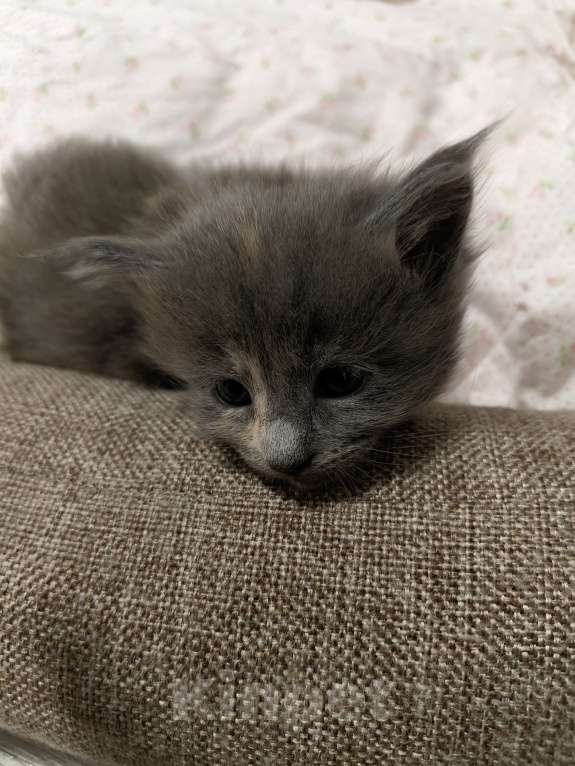 Кошки в Химках: Котята мейн-кун Мальчик, Бесплатно - фото 1
