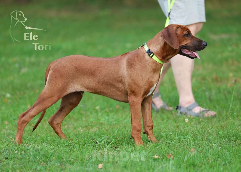 Собаки в Москве: Шикарный щенок родезийского риджбека Мальчик, Бесплатно - фото 4