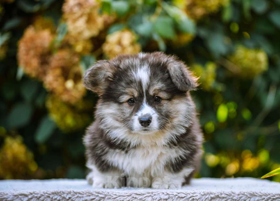 Собаки в Новосибирске: Вельш Корги Пемброк Джеймс Пи Салливан (Флаффи) Мальчик, 55 000 руб. - фото 7