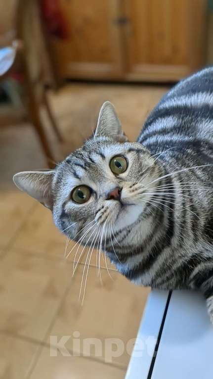 Кошки в Москве: Шотландский мраморный кот на вязку Мальчик, 3 000 руб. - фото 9