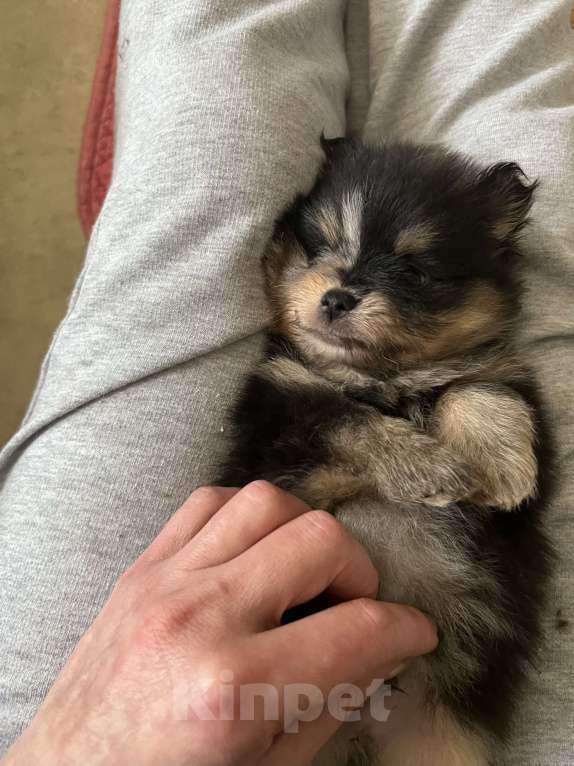 Собаки в Туле: Мраморные с подпалом щенки шпица Разнополые, Бесплатно - фото 4