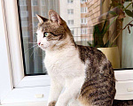 Кошки в Москве: Не просто кошка - королева в добрые руки Девочка, Бесплатно - фото 2