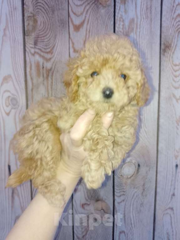 Собаки в Новосибирске: Щенки пуделя Разнополые, 30 000 руб. - фото 2