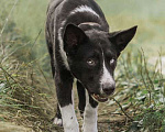 Собаки в Москве: Молодой статный пес Таир в добрые руки Мальчик, Бесплатно - фото 1