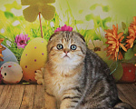 Кошки в Светогорске: Шотландская мраморушечка Девочка, 30 000 руб. - фото 5
