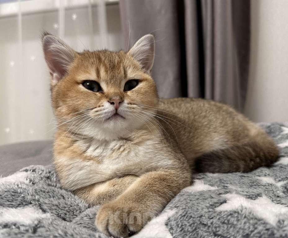 Кошки в Москве: Шотландский котенок мальчик с хорошей родословной Мальчик, 25 000 руб. - фото 7