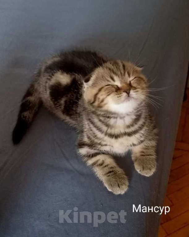 Кошки в Москве: Шотландский котёнок Мальчик, 15 000 руб. - фото 3