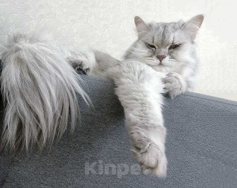 Кошки в Ростове-на-Дону: Ася ищет дом, в котором её снова будут любить Девочка, Бесплатно - фото 6
