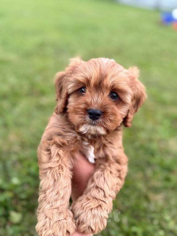 Собаки в Москве: Кавапу щенок мальчик Мальчик, Бесплатно - фото 8