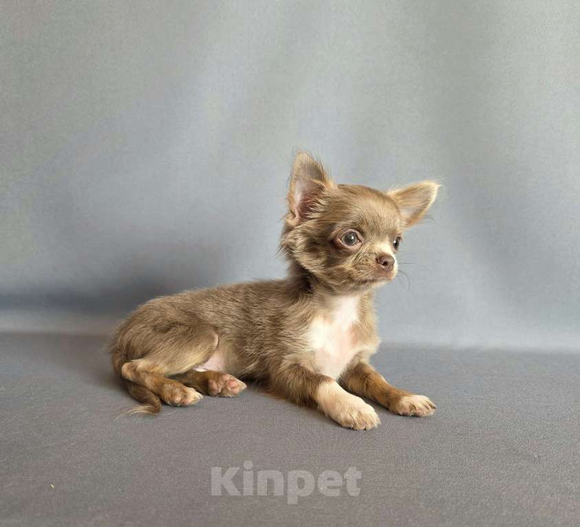 Собаки в других городах Московской области: Девочка чихуахуа д/ш Девочка, 50 000 руб. - фото 5