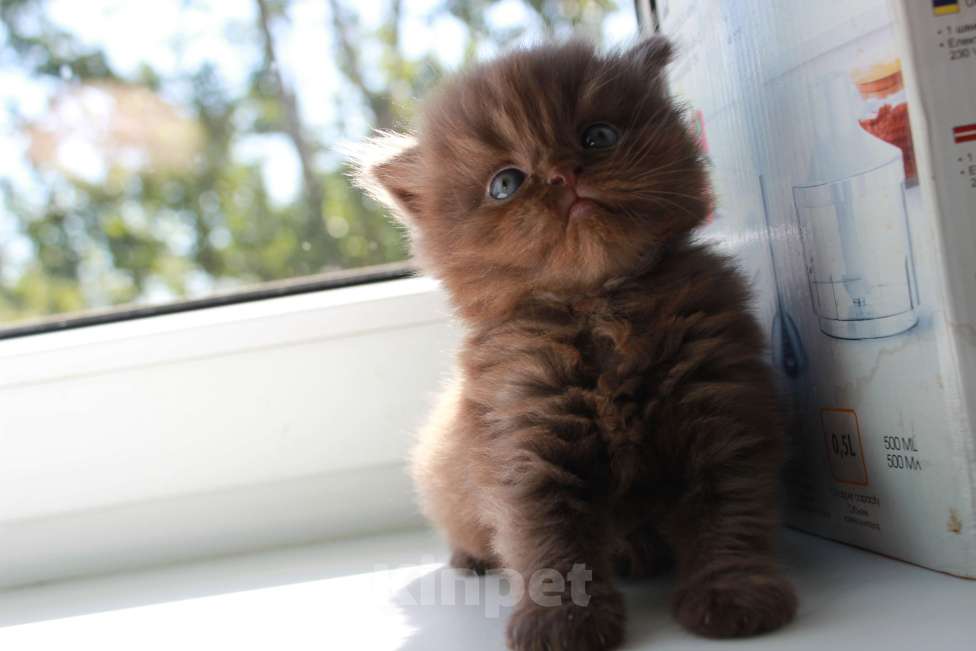 Кошки в Санкт-Петербурге: Шоколадный шотландский прямоухий котик  Мальчик, 50 000 руб. - фото 3