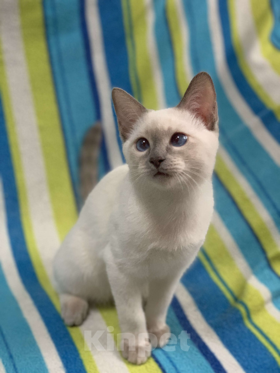 Кошки в Москве: ✨Тайский котёнок лайлак-пойнт, 4 месяца ✨ Мальчик, 60 000 руб. - фото 3