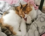Кошки в Хотьково: (✿Особенная кошечка в добрые руки ✿) Девочка, Бесплатно - фото 2