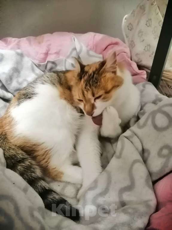 Кошки в Хотьково: (✿Особенная кошечка в добрые руки ✿) Девочка, Бесплатно - фото 2