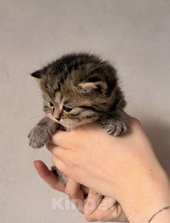 Кошки в Москве: Моне Мальчик, 15 000 руб. - фото 2