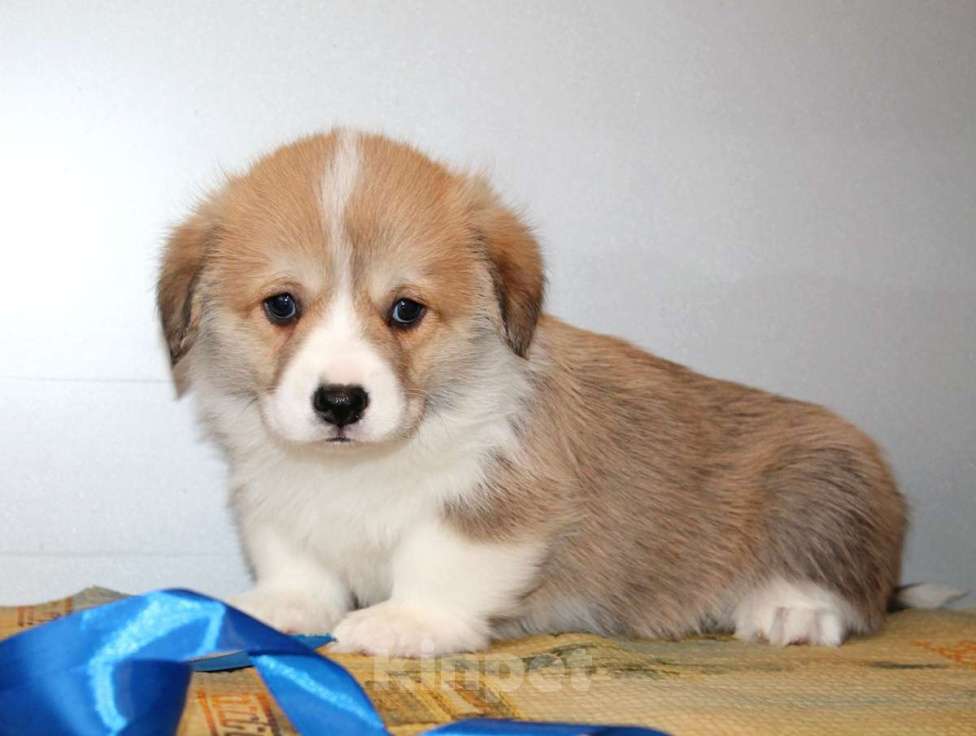 Собаки в Нижнем Новгороде: Вельш Корги Пемброк Мальчик, 60 000 руб. - фото 2