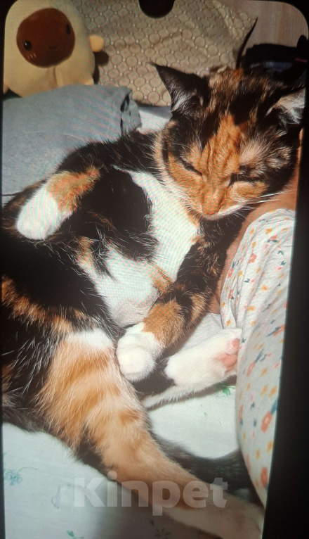 Кошки в Москве: Уютная спокойная кошечка Мармуська в добрые ручки Девочка, Бесплатно - фото 10