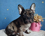 Собаки в Москве: Французский бульдог Мальчик, 45 000 руб. - фото 1