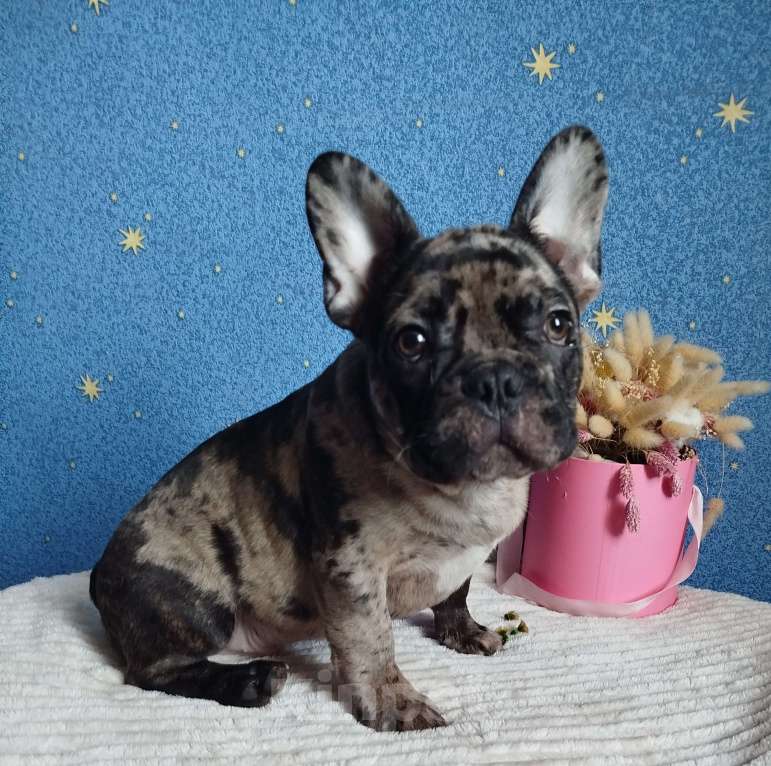 Собаки в Москве: Французский бульдог Мальчик, 45 000 руб. - фото 1