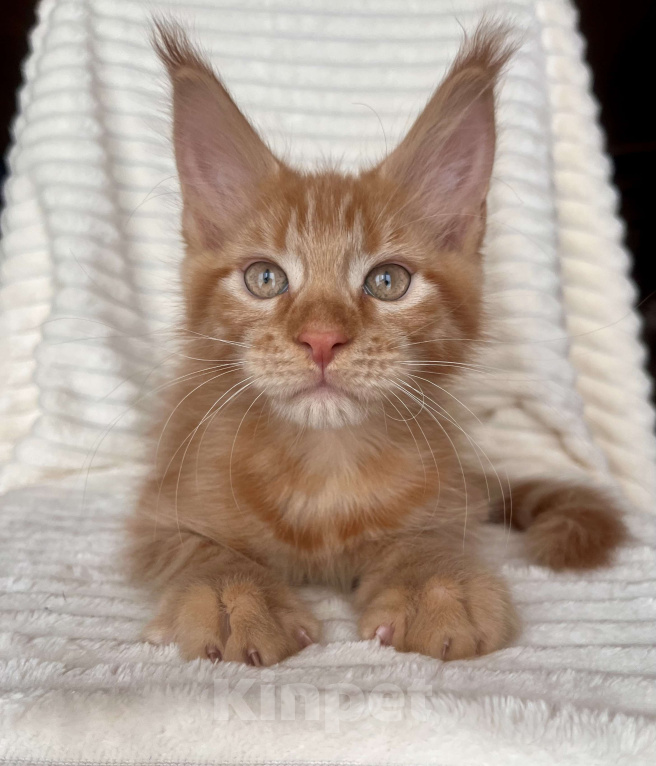 Кошки в Ярославле: Кот Мальчик, 45 000 руб. - фото 4