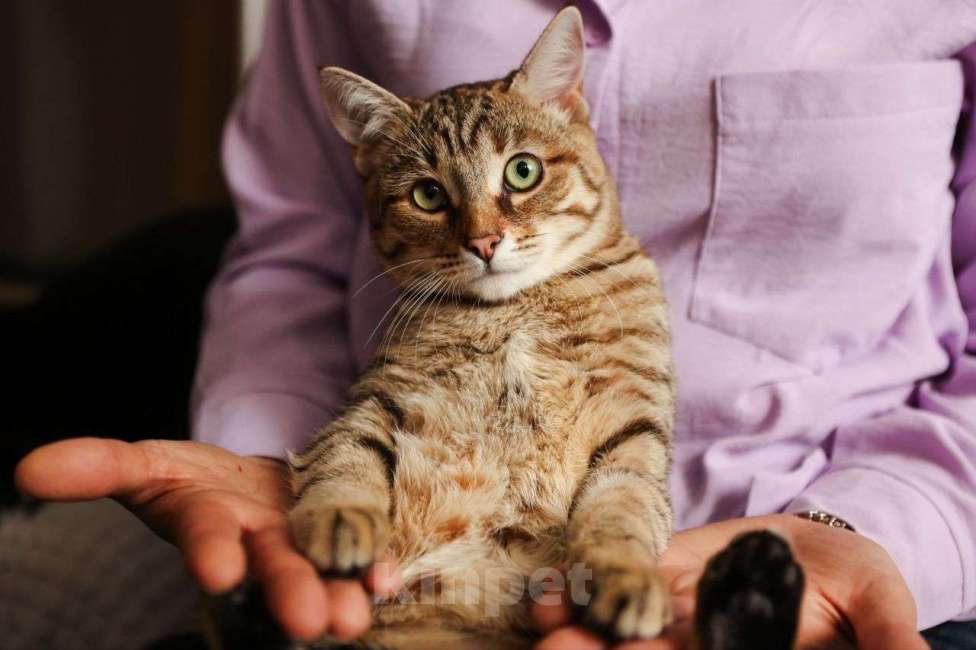 Кошки в Москве: Котенок Глаша ищет дом Девочка, Бесплатно - фото 3