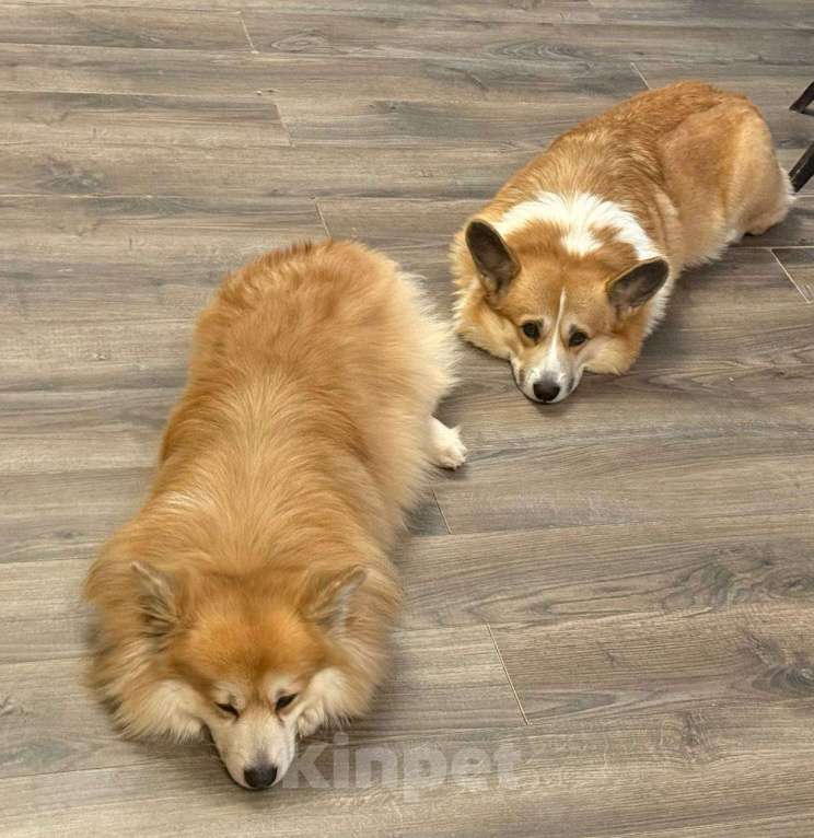 Собаки в Санкт-Петербурге: Продам Корги Пемброк Мальчик, Бесплатно - фото 6