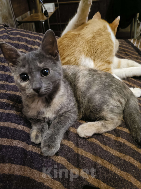 Кошки в Санкт-Петербурге: Мася Девочка, Бесплатно - фото 4