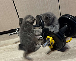 Кошки в Москве: Котик 1 Мальчик, Бесплатно - фото 3