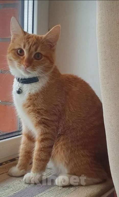 Кошки в Голицыно: Поиски!!! Девочка, Бесплатно - фото 2