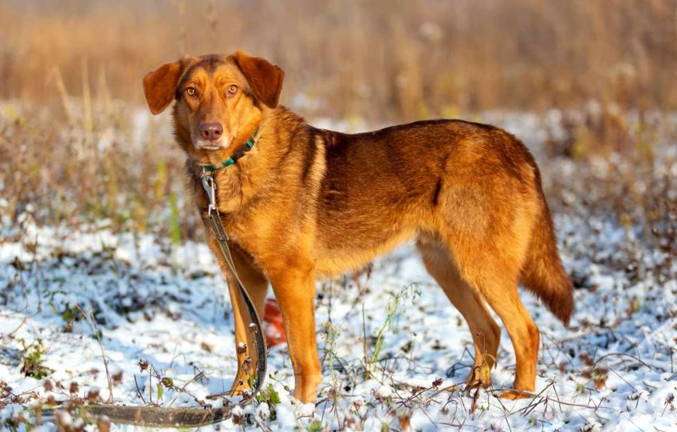 Собаки в Москве: Спешим познакомить вас с Мокко!  Мальчик, Бесплатно - фото 3