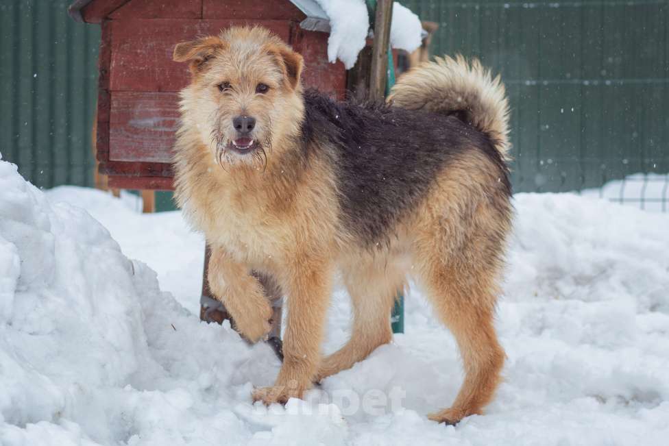 Собаки в Москве: щенок Арчи в добрые руки Мальчик, Бесплатно - фото 5