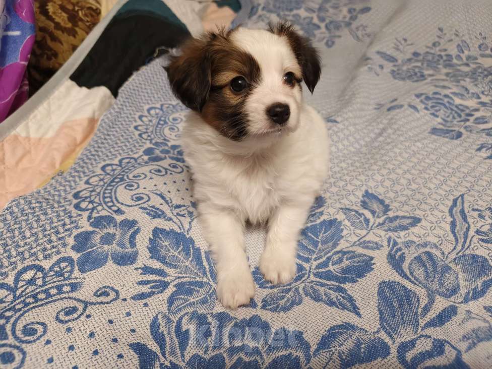 Собаки в Приморско-Ахтарске: Мальчик папийона Мальчик, 20 000 руб. - фото 2