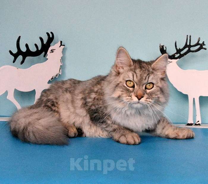 Кошки в Москве: Серебристый котик Мальчик, Бесплатно - фото 3