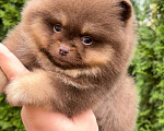 Собаки в Москве: Мини померанский шпиц премиум качества! Мальчик, 150 000 руб. - фото 1